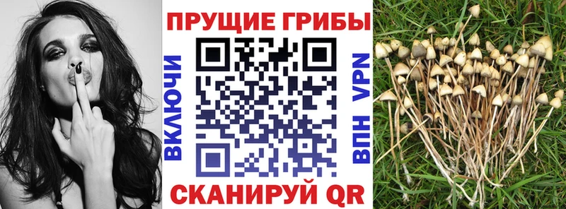 Галлюциногенные грибы Magic Shrooms  Купить  Пустошка 